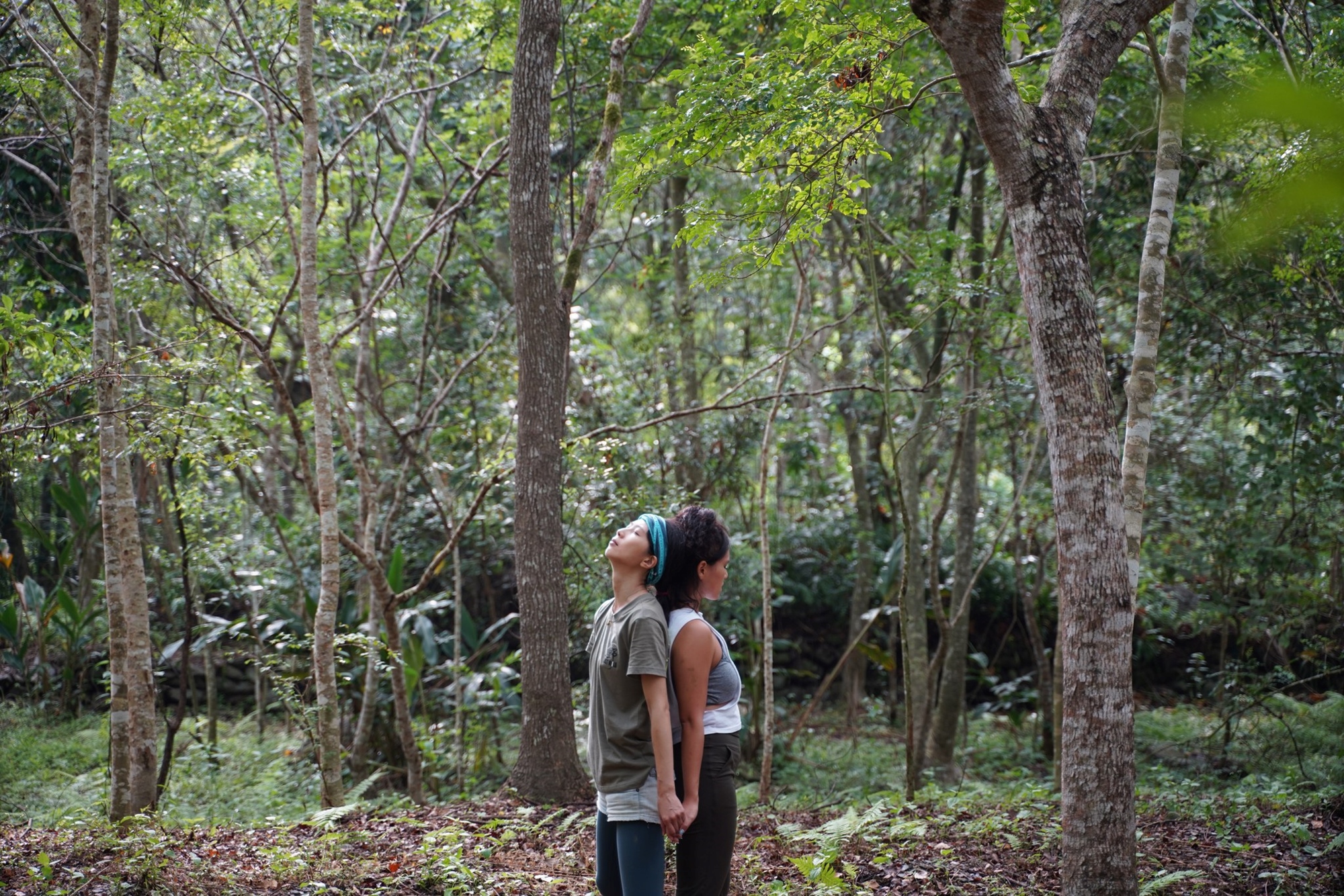 forest